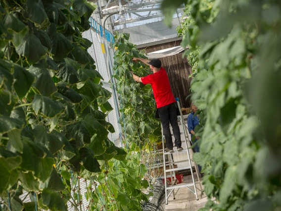 A person working in a greenhouse.