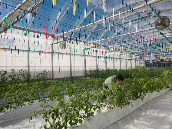 A person working in a greenhouse.