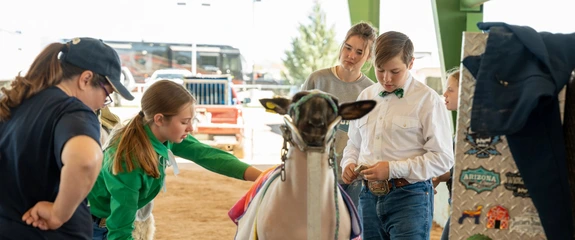 4-H youth at a sheep show